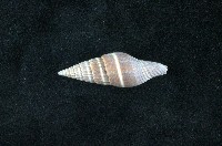 藏品(丁蠣)的圖片